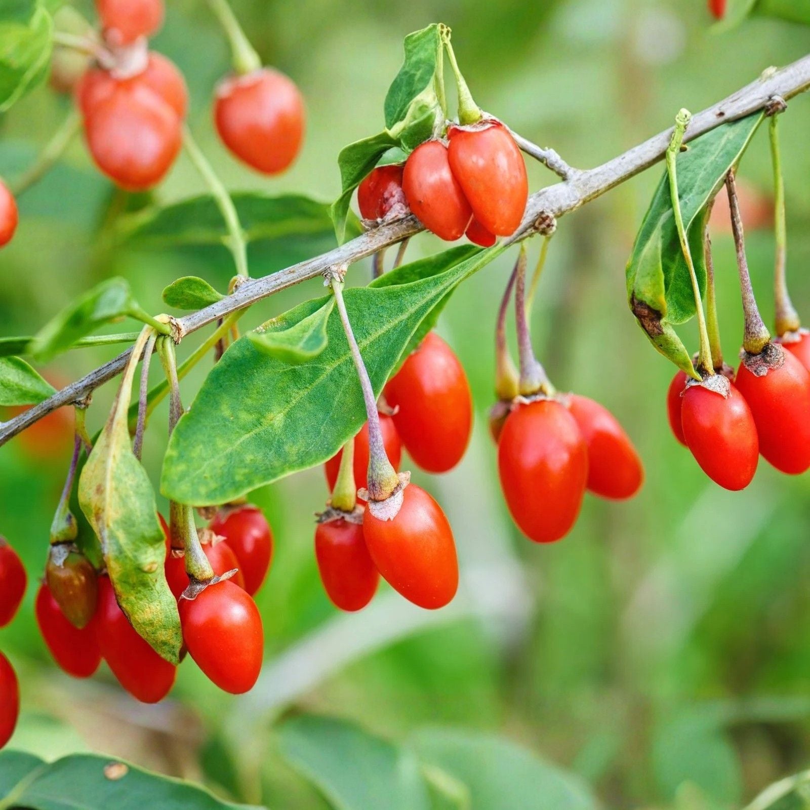 Goji Berry Cuttings Lycium barbarum 12 Live Plant Shoots Garden Starter Bare Root Houseplant