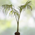 Queen Palm Tree Sapling Live 3+ Year Old Archontophoenix alexandrae Tropical Indoor Outdoor Plant