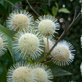 Buttonbush Cuttings 18" | Wetland Plant | Cephalanthus occidentalis Native Shrub for Wetlands, Live Plant, Bare Root, Starter Plant