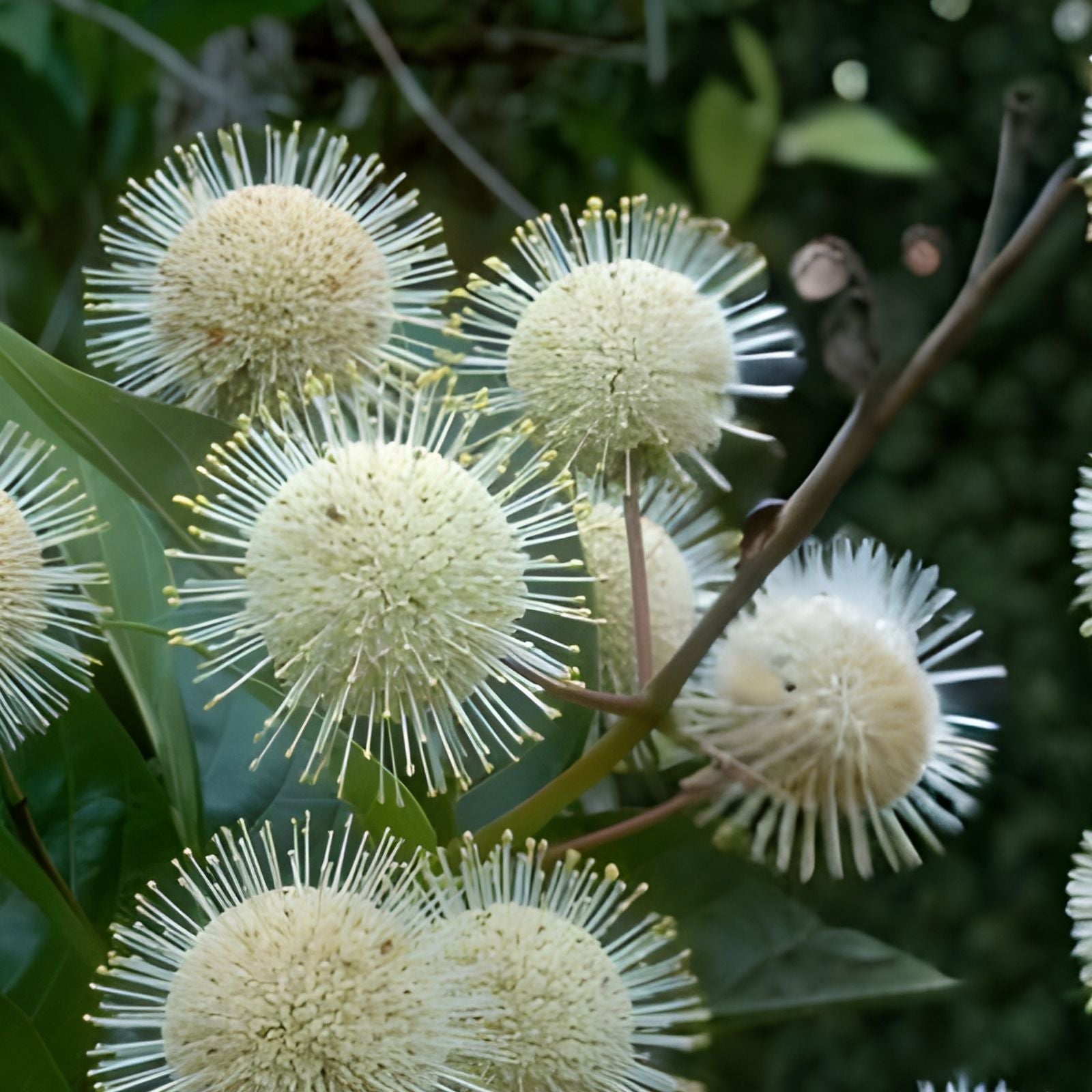 Buttonbush Cuttings 18" | Wetland Plant | Cephalanthus occidentalis Native Shrub for Wetlands, Live Plant, Bare Root, Starter Plant