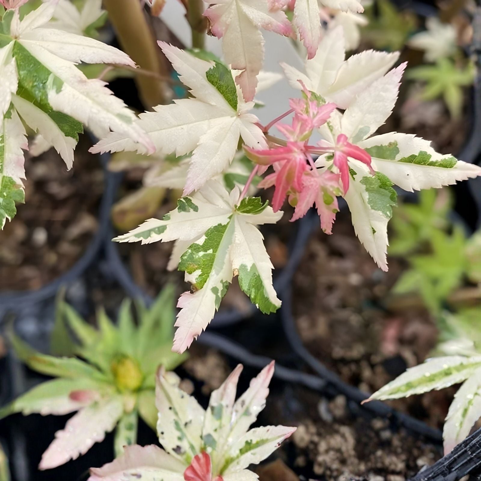 Unrooted Weeping Japanese Maple Cuttings - Garnet Acer palmatum for Grafting and Propagation - Fresh Stock