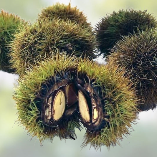 Japanese Silverleaf Chestnut Tree Seeds | Castanea crenata Live Plant Starter | Non-GMO Bare Root Cutting