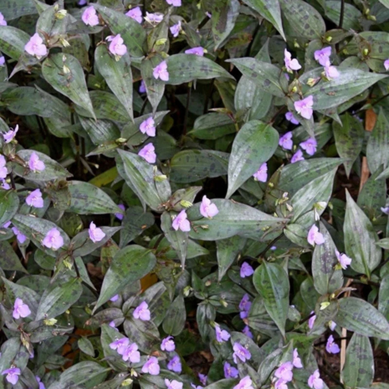 Tinantia Pringlei Cutting - Mexican Speckled Wandering Jew Houseplant - Live Indoor Plant Starter