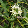 Sarcostemma Viminale Plant in 4-Inch Pot, Tropical Climbing Vine for Indoor and Outdoor Decor, BloomHaven Nursery