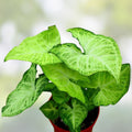 Syngonium Arrowhead Live Plant Cuttings – 3 Fully Rooted Indoor Houseplants, Green Foliage, Syngonium podophyllum