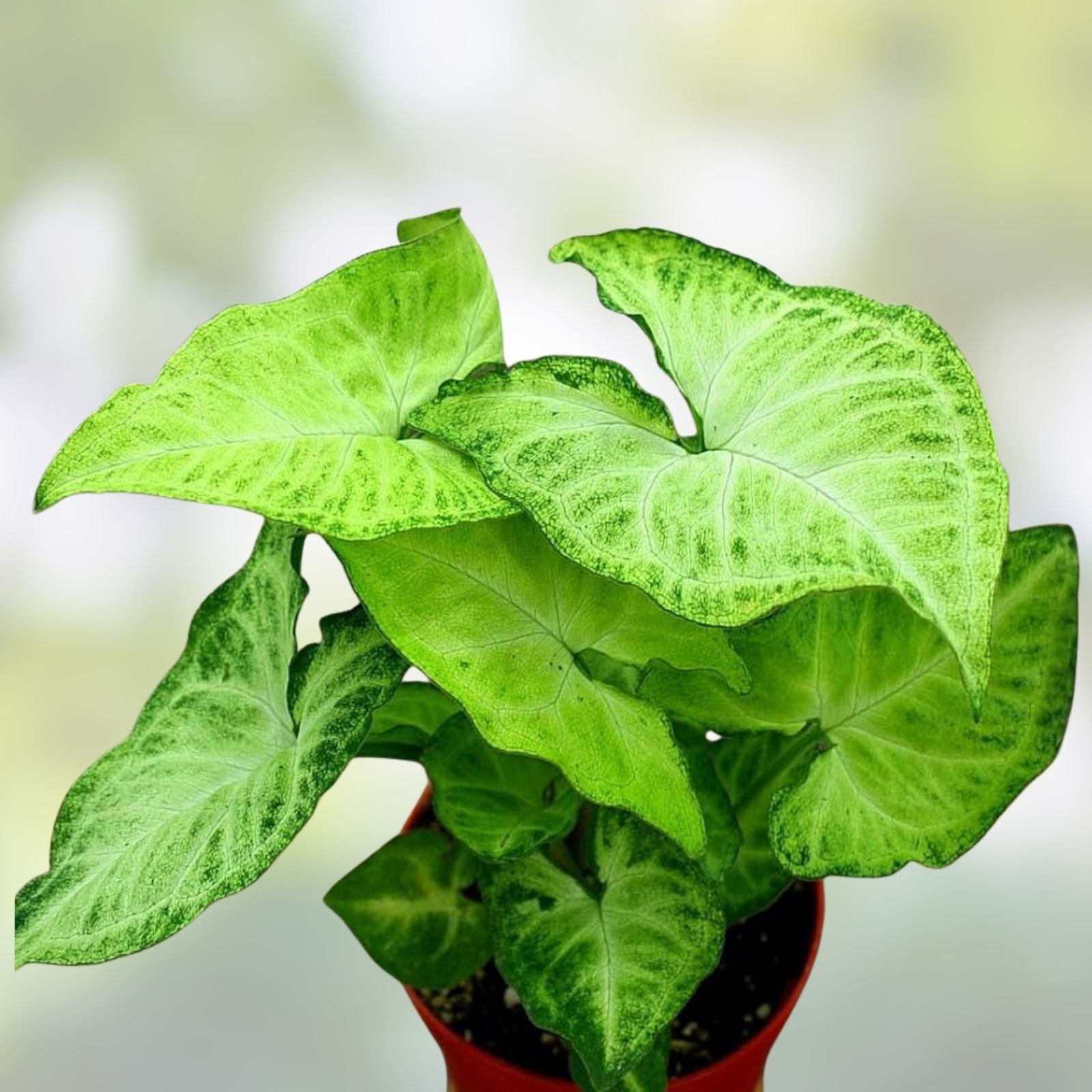 Syngonium Arrowhead Live Plant Cuttings – 3 Fully Rooted Indoor Houseplants, Green Foliage, Syngonium podophyllum