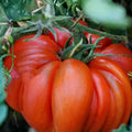 Beefsteak Tomato Seeds Non-GMO Organic Heirloom Vegetable Garden Seeds Solanum lycopersicum