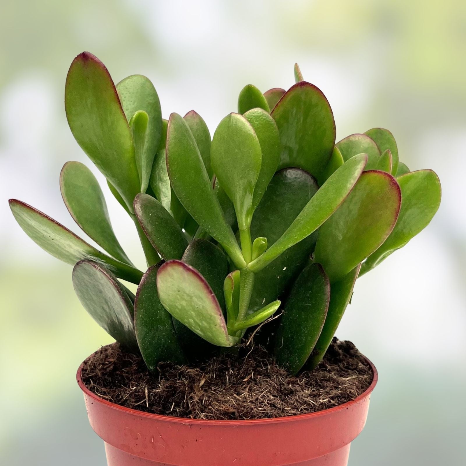 Succulent Cuttings 10-Pack Crassula Mix Variegated Jade Money Unrooted Plant Starter
