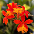 Epidendrum Orchid Set of 3 Live Plants with Roots, Red, Yellow, Orange, Purple, 4-8 Inches