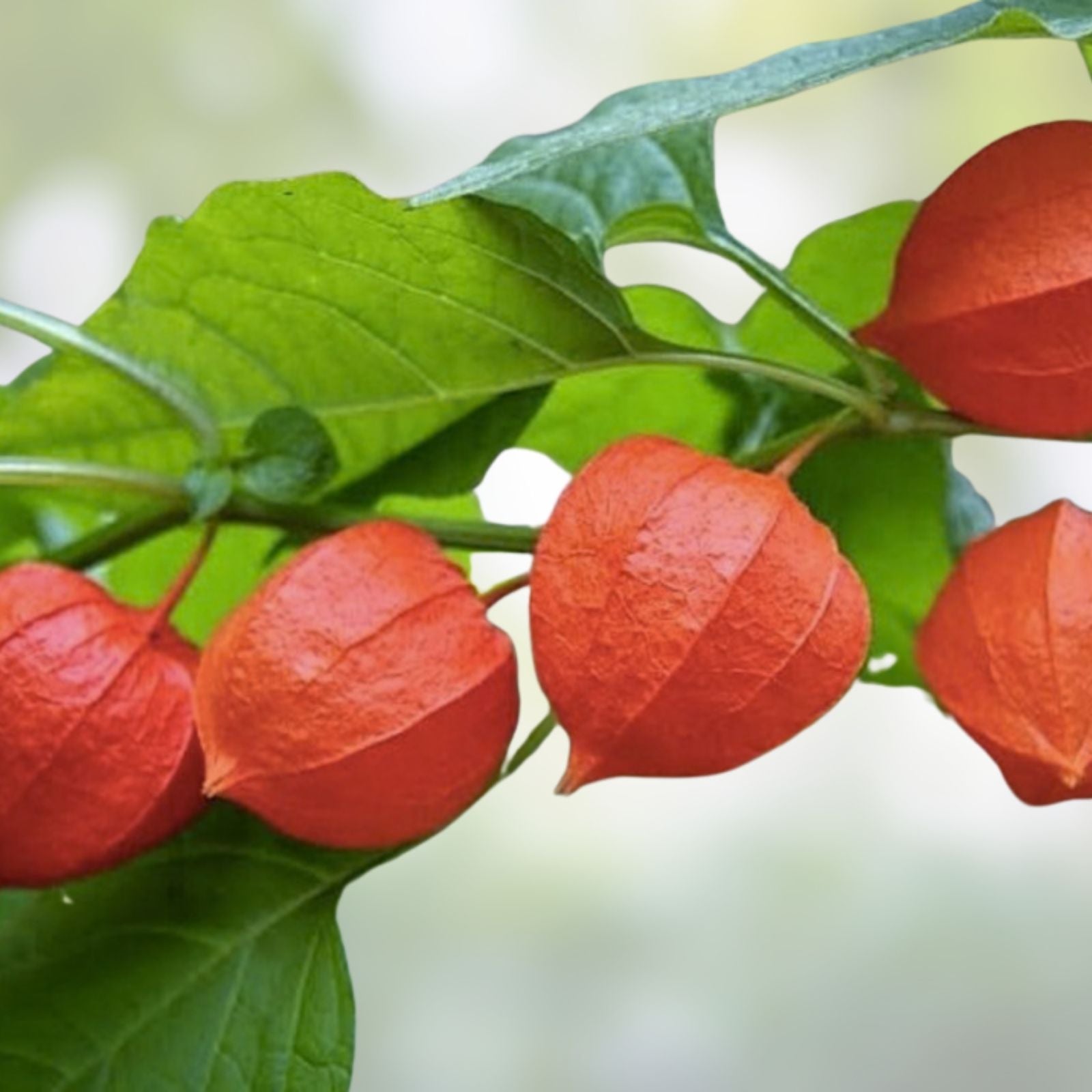 Purple Chinese Lantern Seeds 100 Pack | Physalis alkekengi Live Plant Cuttings Bare Root Starter Garden