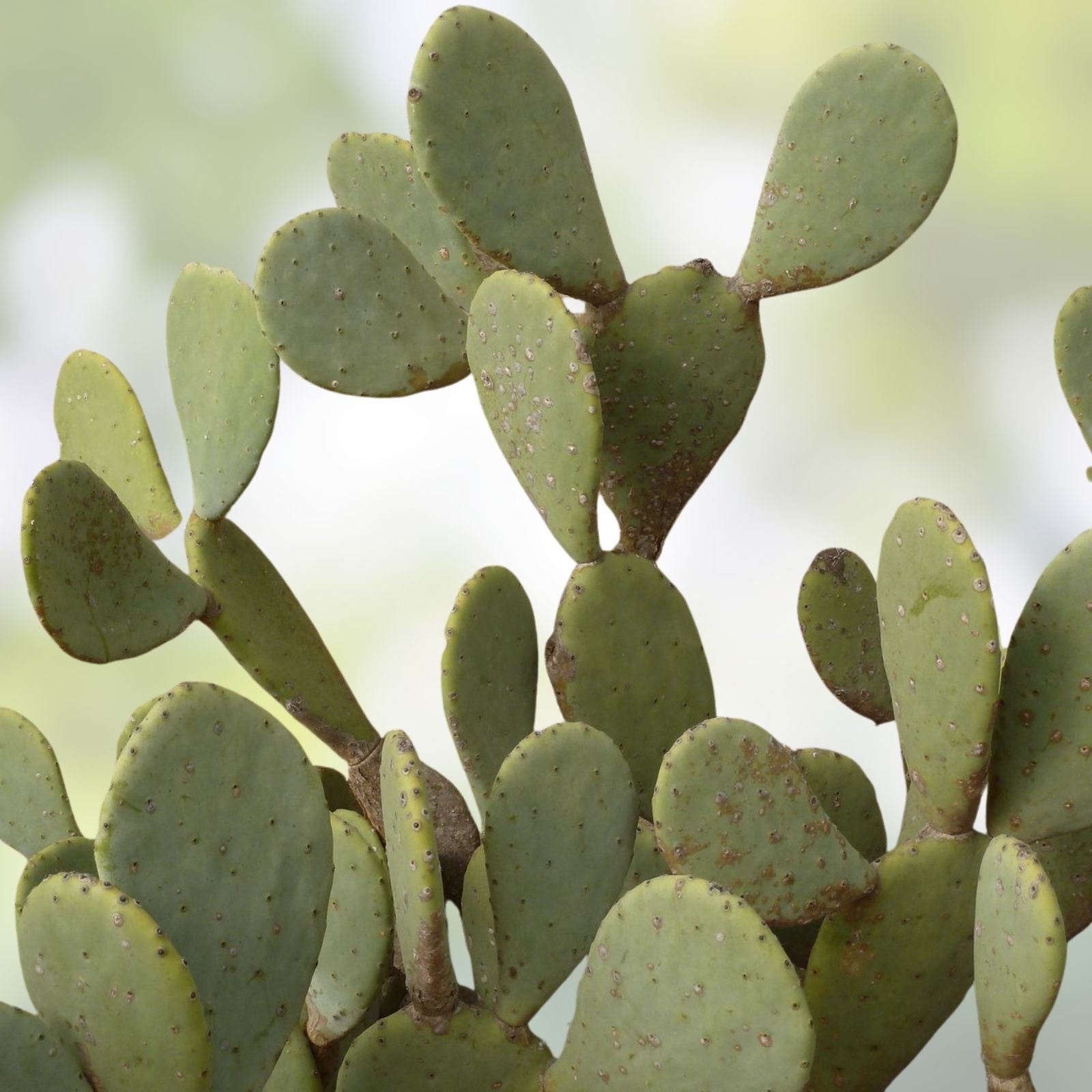 Opuntia gomei Old Mexico Prickly Pear Cactus Pad Cutting Edible Succulent Plant for Gardening