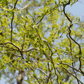 Corkscrew Willow Tree Bare Root 2-3 ft Salix matsudana 'Tortuosa' Twisted Branches Garden Tree