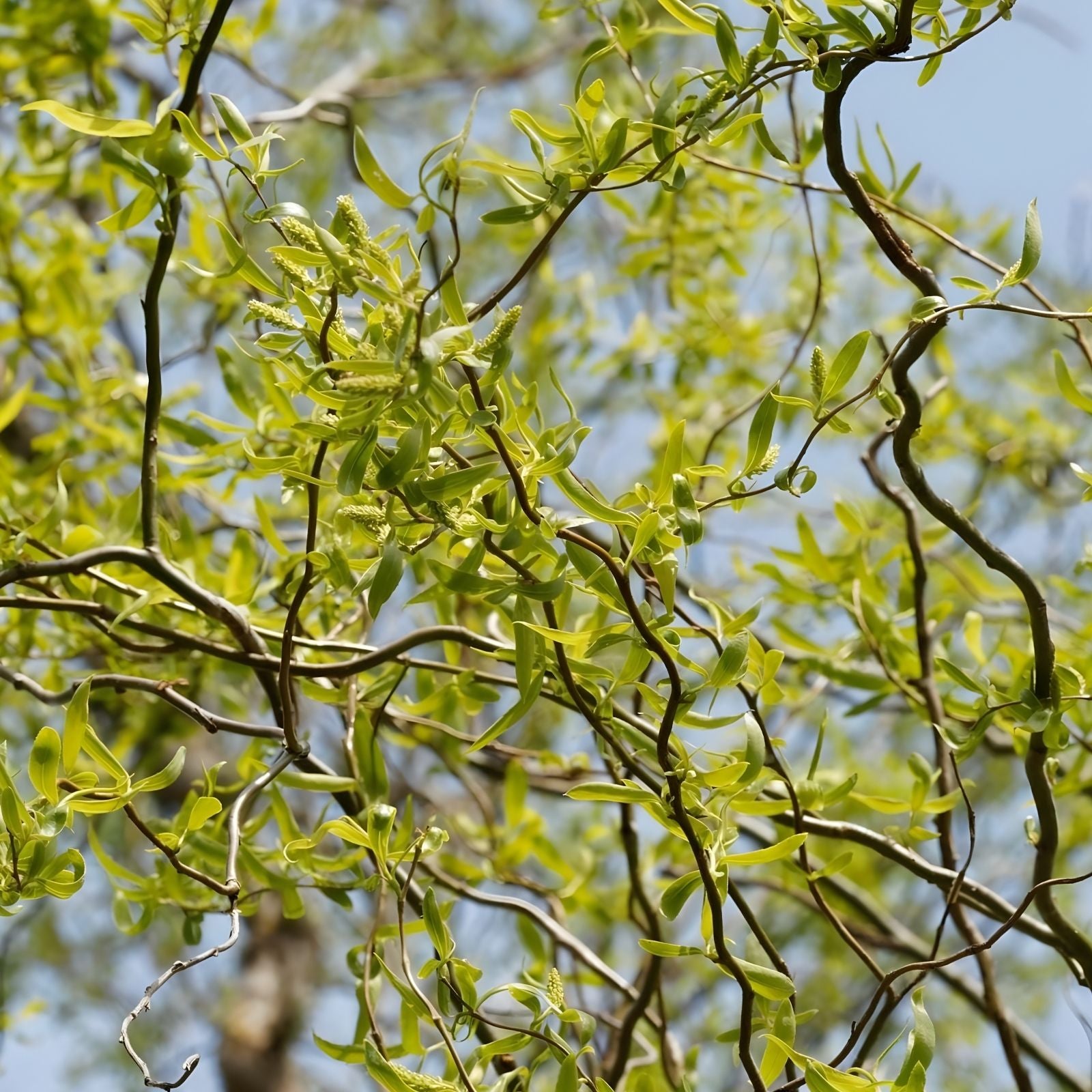 Corkscrew Willow Tree Bare Root 2-3 ft Salix matsudana 'Tortuosa' Twisted Branches Garden Tree