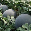 Watermelon Seeds Black Diamond Heirloom Non-GMO Citrullus lanatus Vegetable Seeds 500 Count