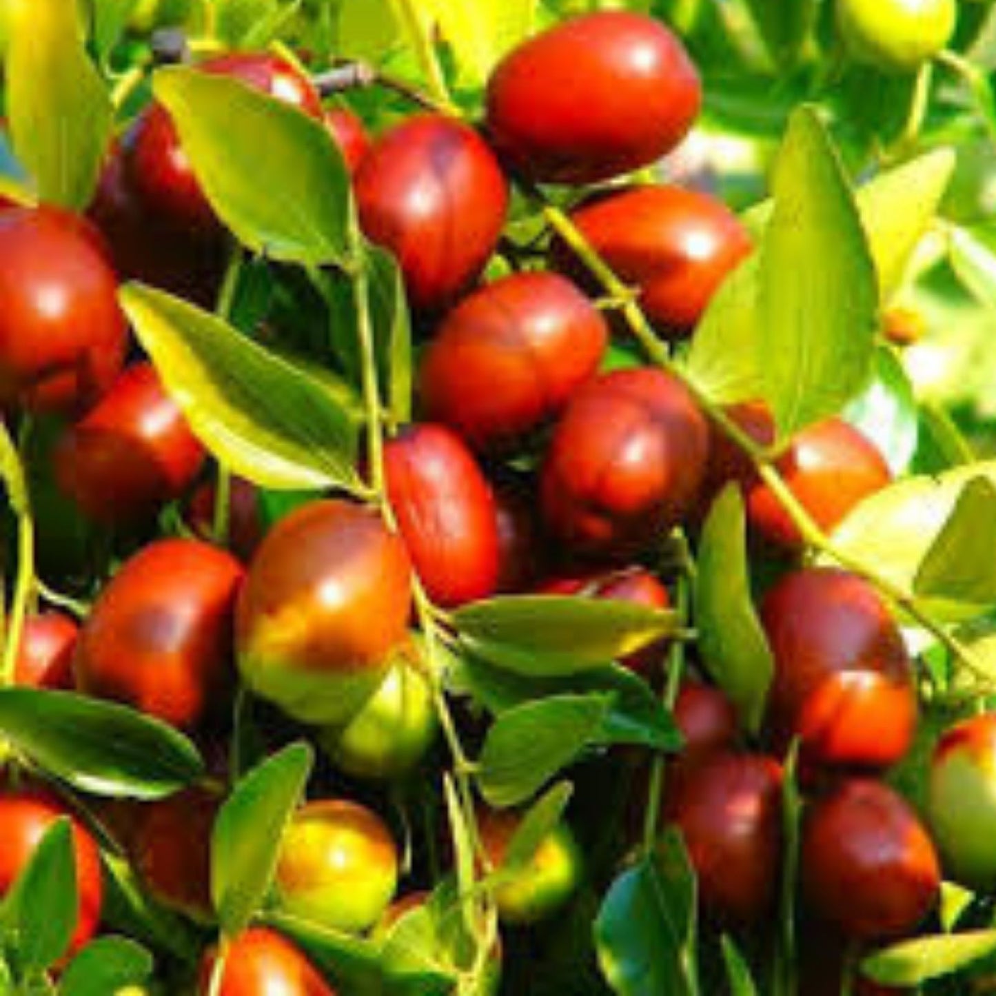 Jujube Tree Cuttings 5 Pcs Lang Chinese Red Date Ziziphus jujuba Fruit Tree Propagation Fresh Stock