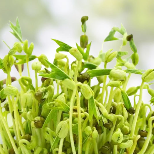 Mung Bean Sprout Seeds 100 Count, Organic Vigna radiata, Non-GMO, Kitchen Garden, Live Plant, Grow Tasty Sprouts, Fast Growing