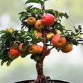 Dwarf Bonsai Apple Tree Seeds 20 Pack - Indoor Fruit Tree Malus Domestica - Easy to Grow Exotic Gardening Seeds