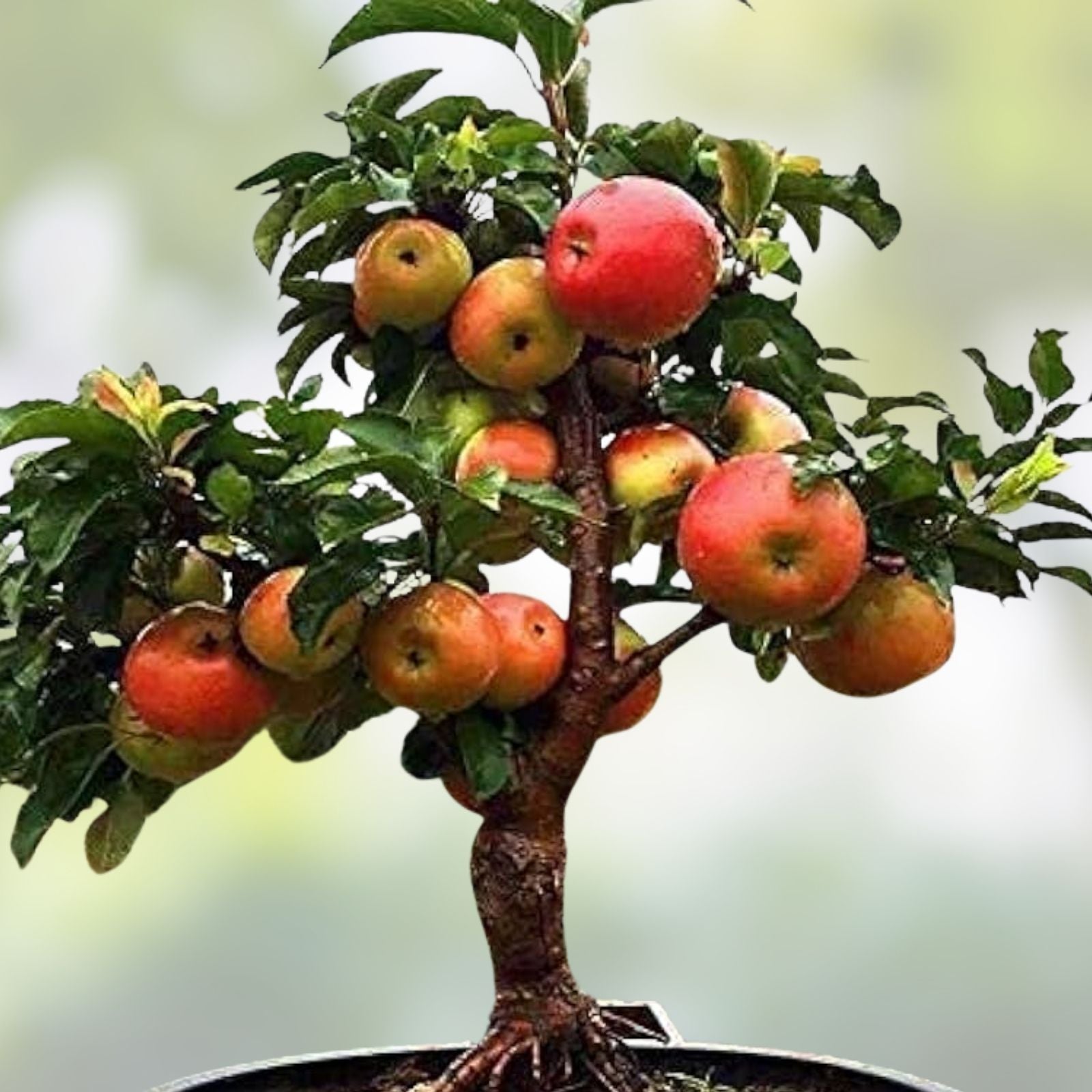 Dwarf Bonsai Apple Tree Seeds 20 Pack - Indoor Fruit Tree Malus Domestica - Easy to Grow Exotic Gardening Seeds