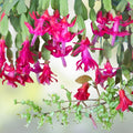 Thanksgiving Christmas Cactus Cuttings Schlumbergera Samba Brazil Live Plant Propagation Holiday Succulent Starter