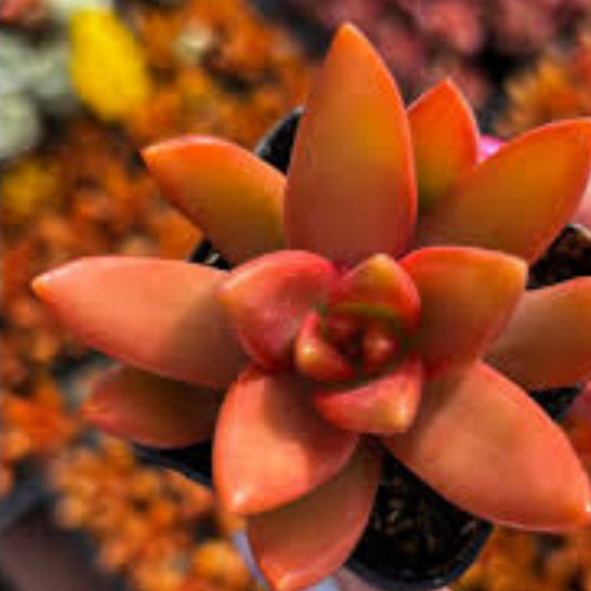 Orange Delight Sedum Nussbaumerianum Succulent Cutting 2-Inch Live Plant Drought Tolerant Indoor Outdoor