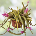 Rat Tail Cactus Cuttings, Pink Aporocactus Flagelliform Succulent, Live Plant, Easy Care, Indoor or Outdoor Desert Plant, Fresh Harvest