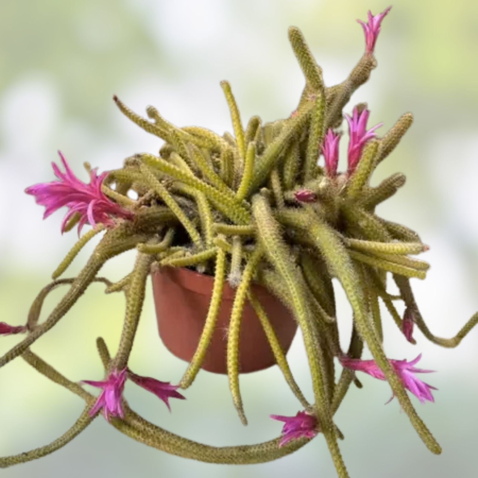 Rat Tail Cactus Cuttings, Pink Aporocactus Flagelliform Succulent, Live Plant, Easy Care, Indoor or Outdoor Desert Plant, Fresh Harvest