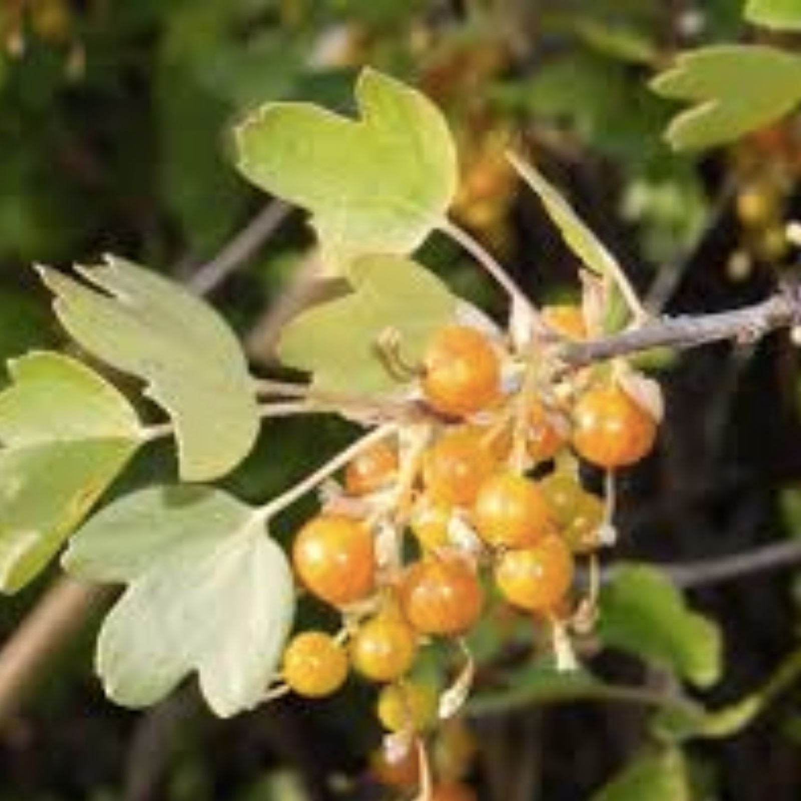 Golden Currant Berry Seeds 20 Pack Ribes Aureum Edible Fruit Bush Organic Gardening Home Garden Planting