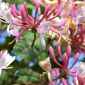 Pink Honeysuckle Seeds 20 Pack | Flowering Climbing Vine, Lonicera hispidula, Pink Fragrant Blooms