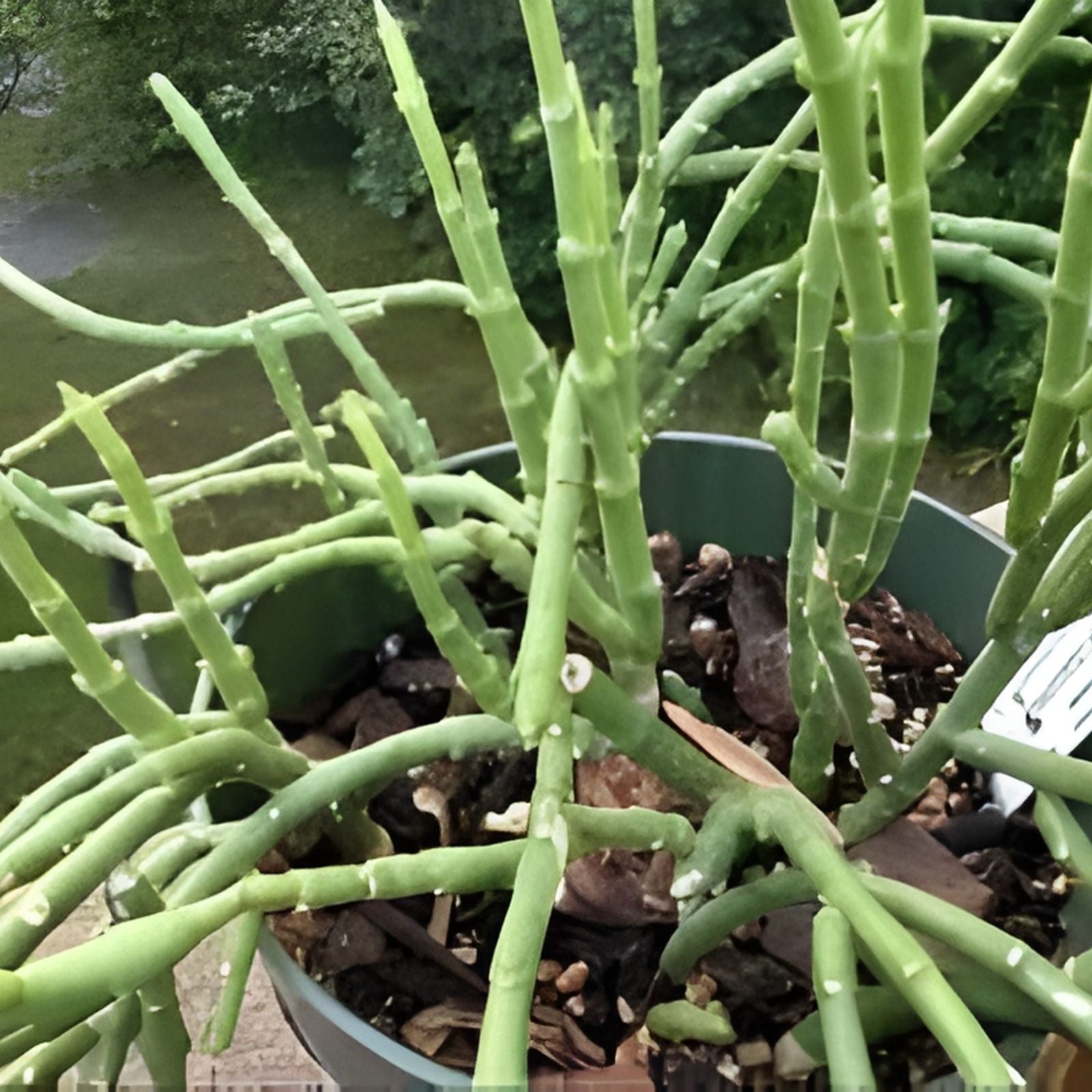 Sarcostemma Resiliens Live Plant 4 Inch Pot Climbing Vine Rare Indoor Houseplant Green Starter Plant