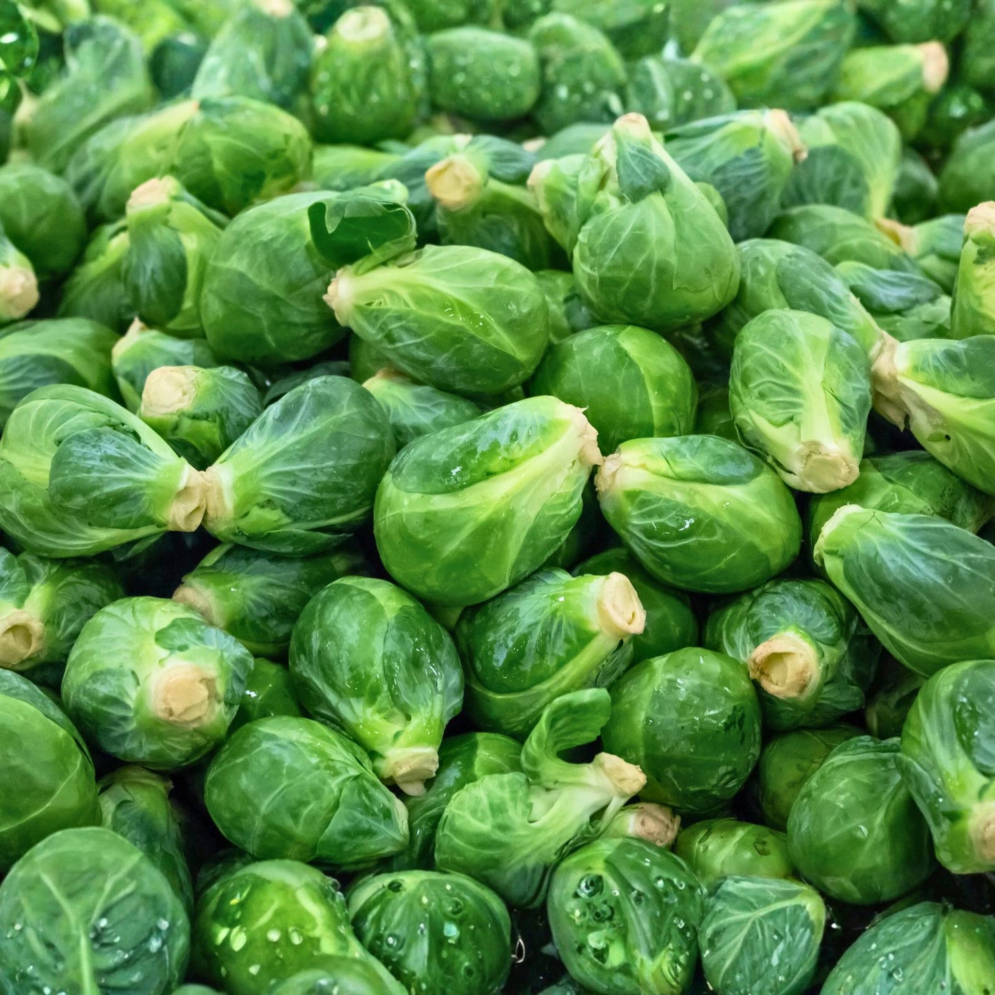 Heirloom Non-GMO Brussel Sprouts Seeds Long Island Variety 50+ Brassica oleracea Vegetable Garden Starter