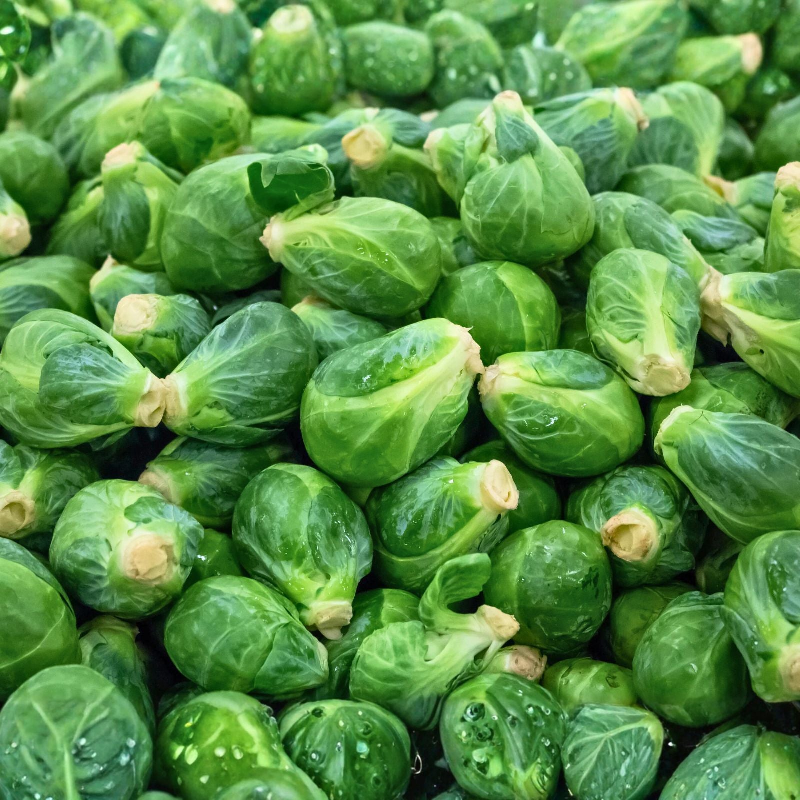 Heirloom Non-GMO Brussel Sprouts Seeds Long Island Variety 50+ Brassica oleracea Vegetable Garden Starter