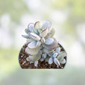 Cotyledon Orbiculata Succulent Plant 2" Pot | Indoor Houseplant | Easy Care Succulent | Live Rooted Plant