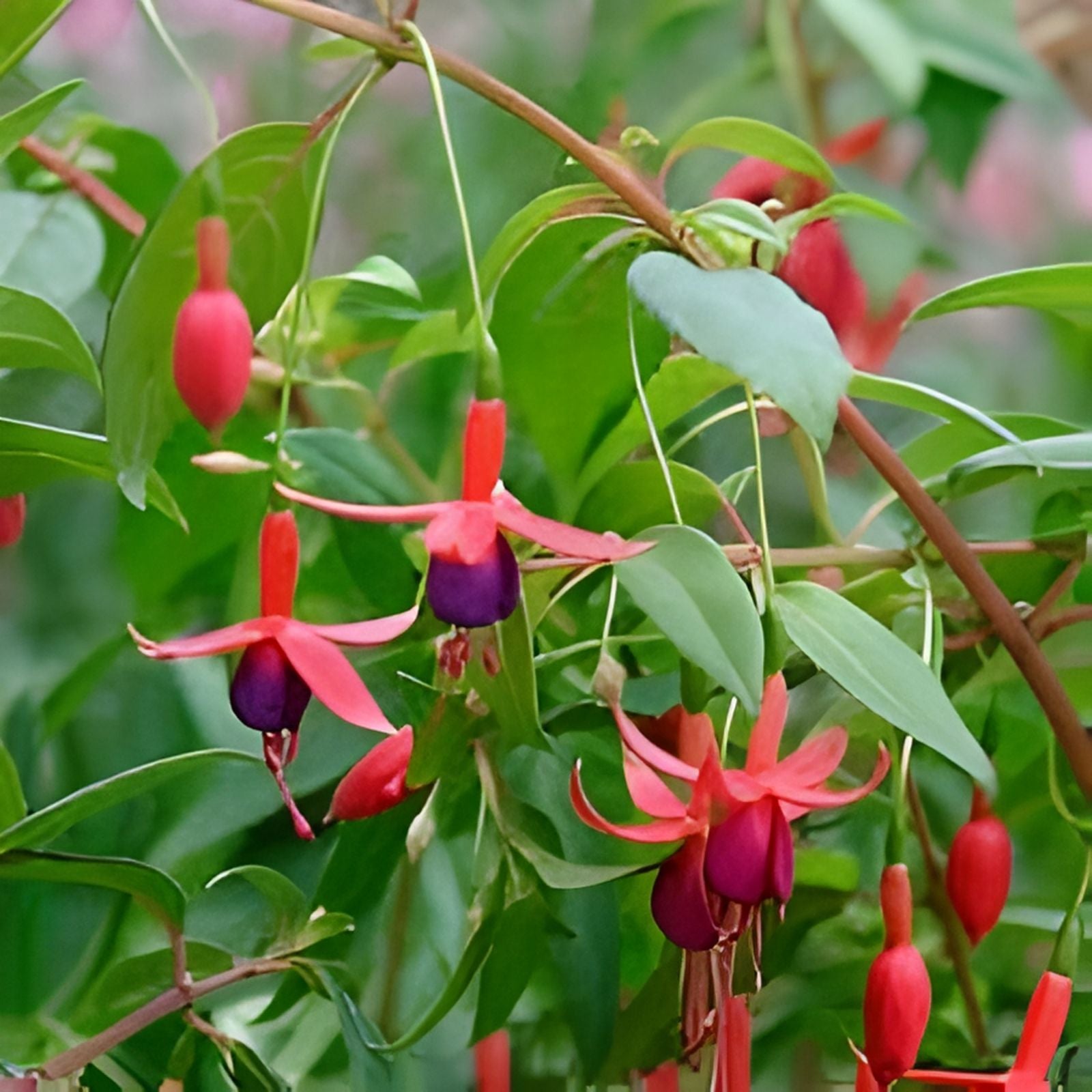 Fuchsia magellanica Dollar Princess Live Plant 4-6" Flowering Houseplant, Cutting, Starter, Garden Plant