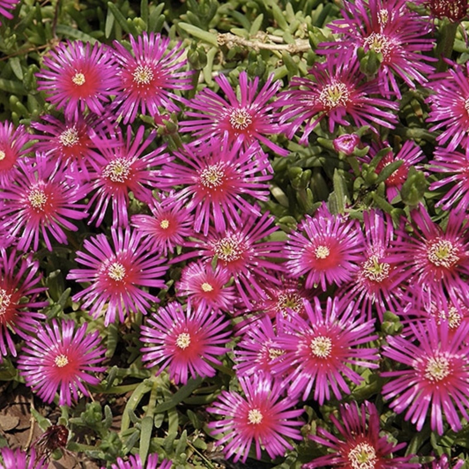 Creeping Ice Plant Cuttings 12 Pack Purple Pink Ground Cover Succulent Delosperma Low Maintenance Drought Tolerant Garden Plant