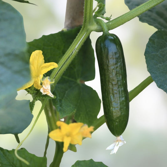 Organic Mini-Me Cucumber Seeds | Cucumis sativus Vegetable Seeds for Home Garden | Live Plant, Starter, or Cutting