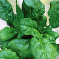 Heirloom Spinach Seeds Non-GMO America Variety Spinacia oleracea Vegetable Seeds 500 Pack