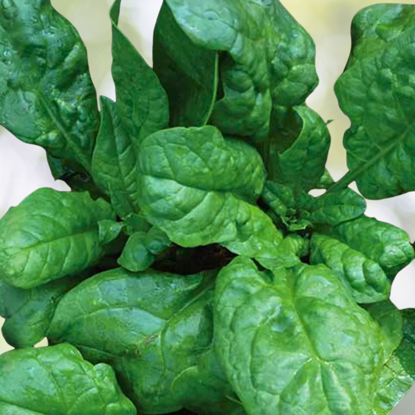 Heirloom Spinach Seeds Non-GMO America Variety Spinacia oleracea Vegetable Seeds 500 Pack