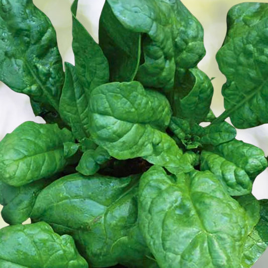 Heirloom Spinach Seeds Non-GMO America Variety Spinacia oleracea Vegetable Seeds 500 Pack