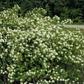 Weigela florida Variegated Rosea Live Plant 12-inch Pink Blooms Shrub for Garden Landscaping