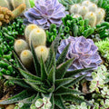 Succulent Plant Cuttings Echeveria Aloe for Propagation Live Houseplant Starter Bare Root DIY Garden
