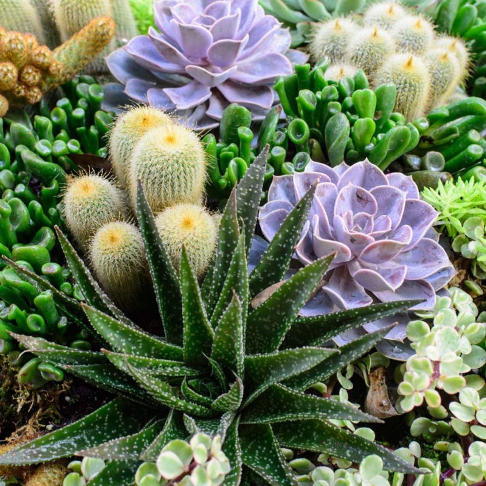 Succulent Plant Cuttings Echeveria Aloe for Propagation Live Houseplant Starter Bare Root DIY Garden