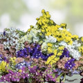 Queen of The Prairie Seeds - 40 Flowering Perennial Seeds - Filipendula rubra - Native Garden Plant Seed Pack