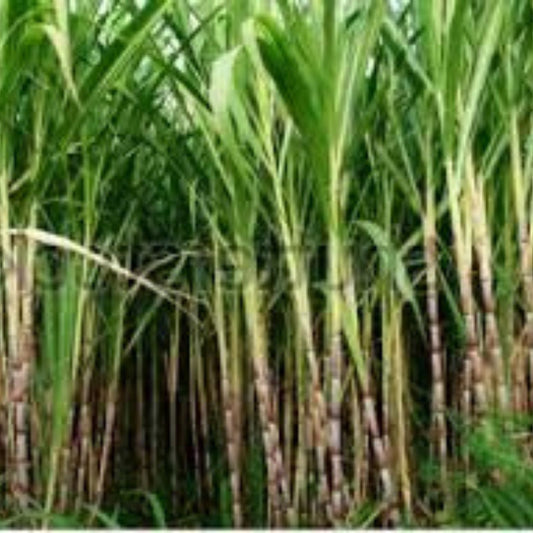 Green Sugarcane Plant Cuttings 12" Live Starter Saccharum officinarum Propagation Bare Root Houseplant