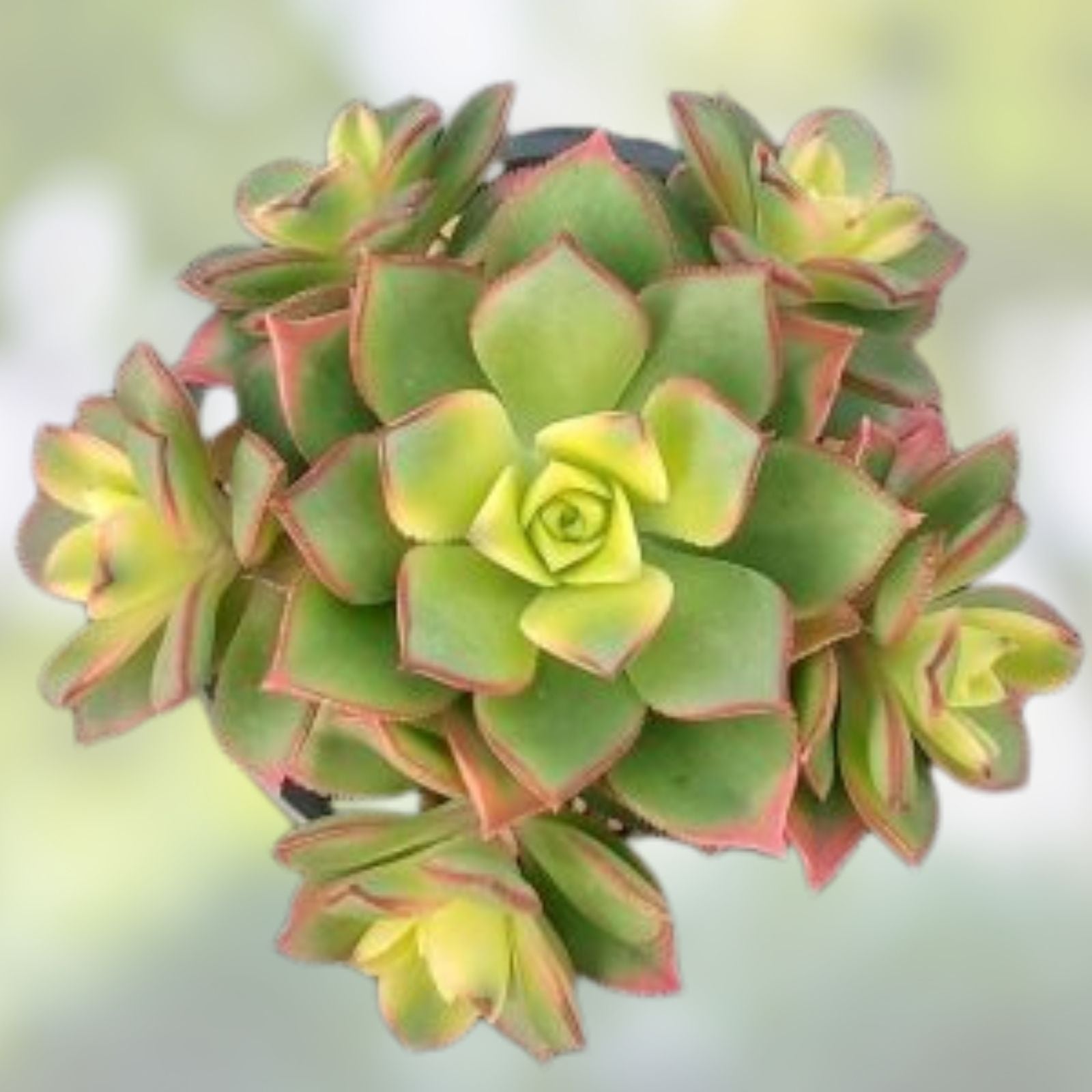 Aeonium Kiwi Variegated Succulent Cutting - Indoor Garden Plant - Live Plant, Houseplant, Starter Plant