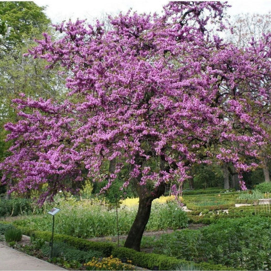 Judas Tree Seeds 20 Pack Cercis siliquastrum Flowering Tree for Garden Yard Bonsai Cultivation Fast Growing