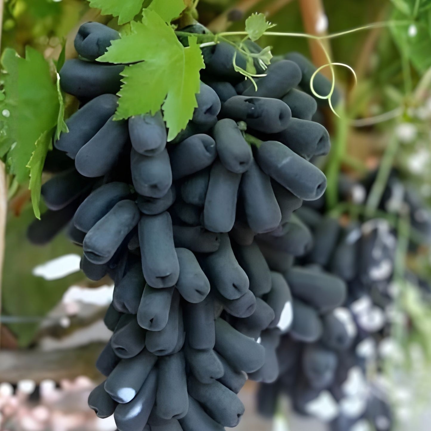 Lady Finger Vine Cuttings, Black Seedless Moon Drop Grape, Vitis vinifera, Fruit Vine Propagation, Live Grape Plant Starter