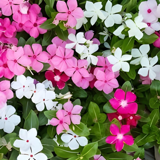 Madagascar Periwinkle Seeds Mixed Color Flower Garden Planting Supplies - Fast Growing Catharanthus roseus