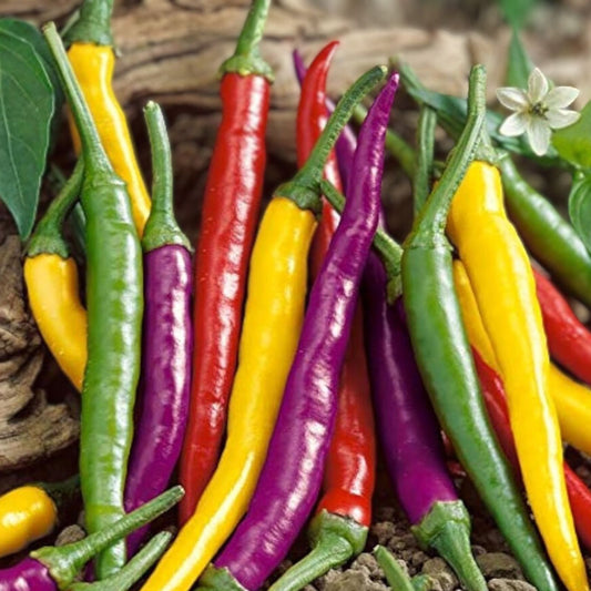 Heirloom Hot Pepper Seeds Mix 7 Varieties Capsicum Annuum Vegetable Seeds for Spicy Peppers Garden Plant