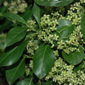 Winter Creeper Euonymus Cuttings Set of 12, Blonde Variegated, Evergreen Ground Cover for Landscaping and Gardens