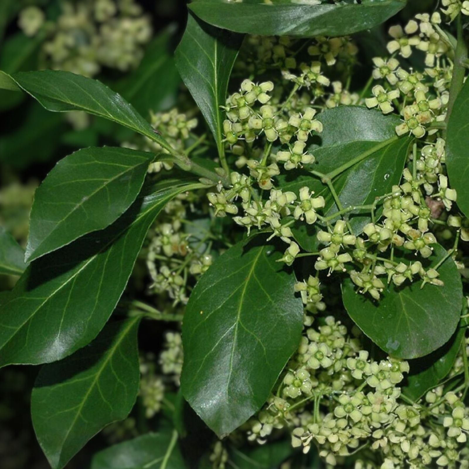 Winter Creeper Euonymus Cuttings Set of 12, Blonde Variegated, Evergreen Ground Cover for Landscaping and Gardens
